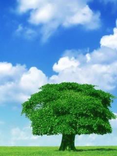 Wallpaper240x320-161-GsNhan